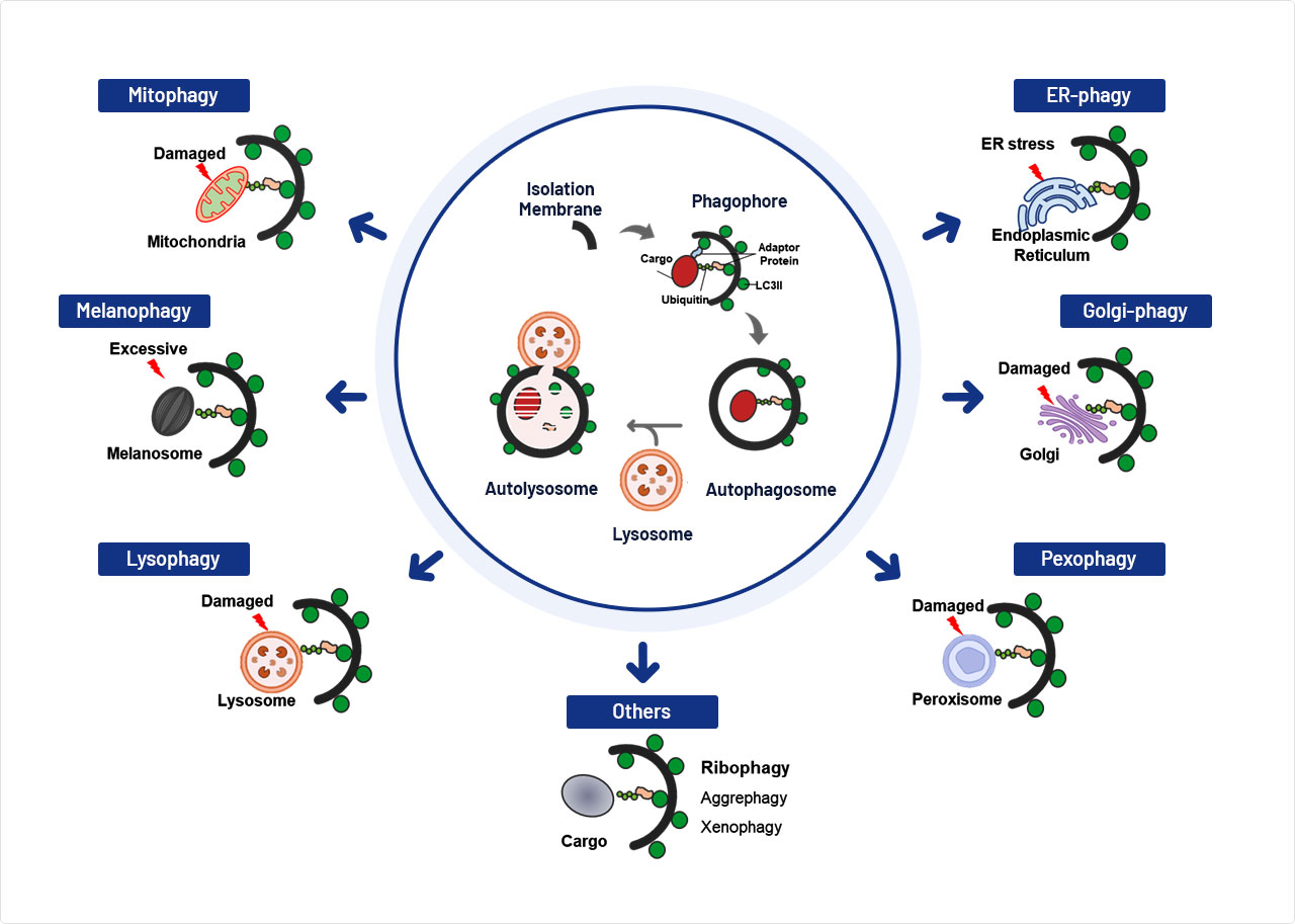 세포소기관 선택적 자가포식작용